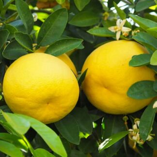 Giant Grapefruit Tree - Mediterranean Citrus Grapefruit Tree XXXL - Large Specimen - Circa 160-190cms Tall