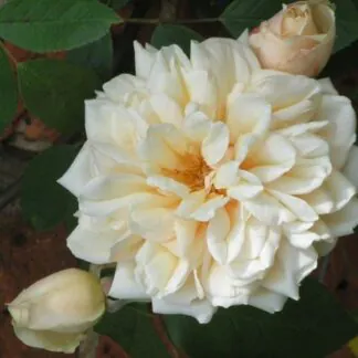 Rose 'Amie Vibert' - Climbing Rose