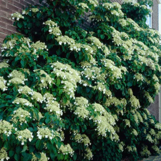 Hydrangea Petiolaris - Climbing Hydrangea - Extra Large 6-8ft Plant