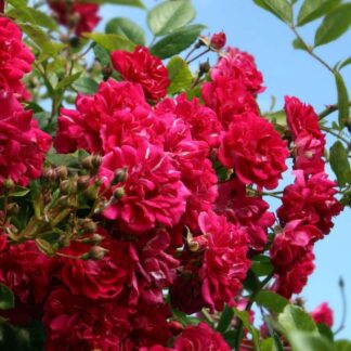 Rose 'Super Excelsa' - Rambling Rose