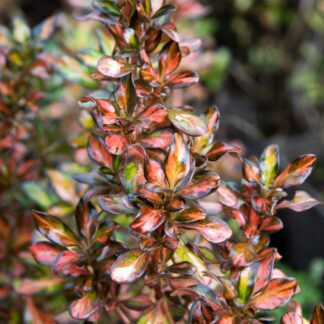 Coprosma Evening Glow