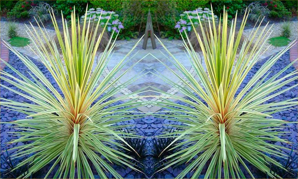 Cordyline Torbay Dazzler - Exotic Variegated Palm