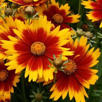 Coreopsis Grandiflora 'Solar Jewel'
