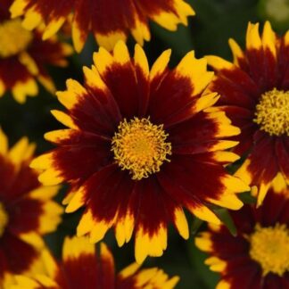 Coreopsis Uptick Red - in Bud & Bloom