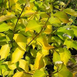 Cornus Alba Aurea