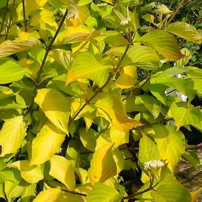 Cornus Alba Aurea