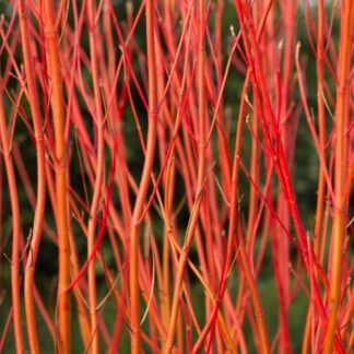Cornus Sericea Cardinal - Dogwood