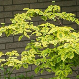 Cornus Alternifolia Golden Shadows - Golden Wedding Cake Pagoda Tree