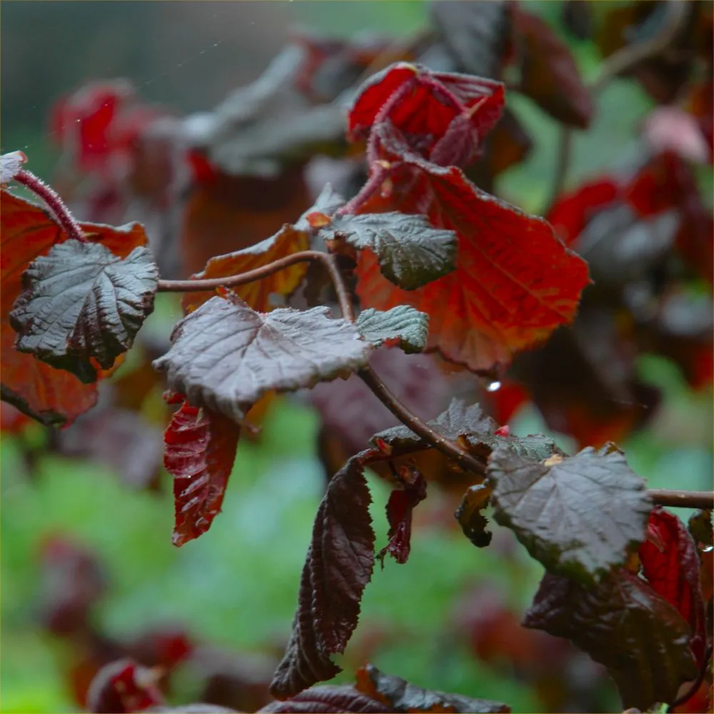 Corylus Avellana Contorta 'Red Majestic' - Red Corkscrew Twisted Hazel Standard