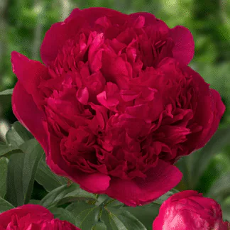 Paeonia Lactiflora Command Performance - Peony