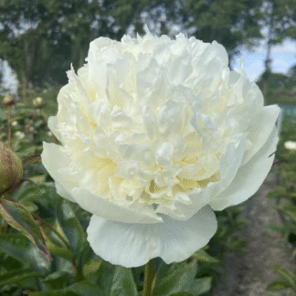 Paeonia Lactiflora Bridal Gown - Peony