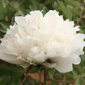 Paeonia Rockii-Flare Carte Blanche - Peony