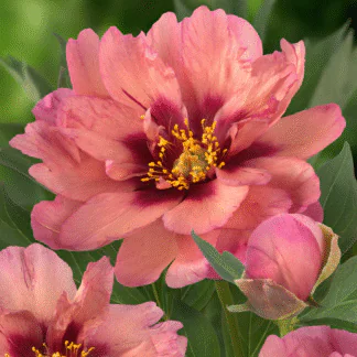 Paeonia 'Kopper Kettle' - Peony Copper Kettle