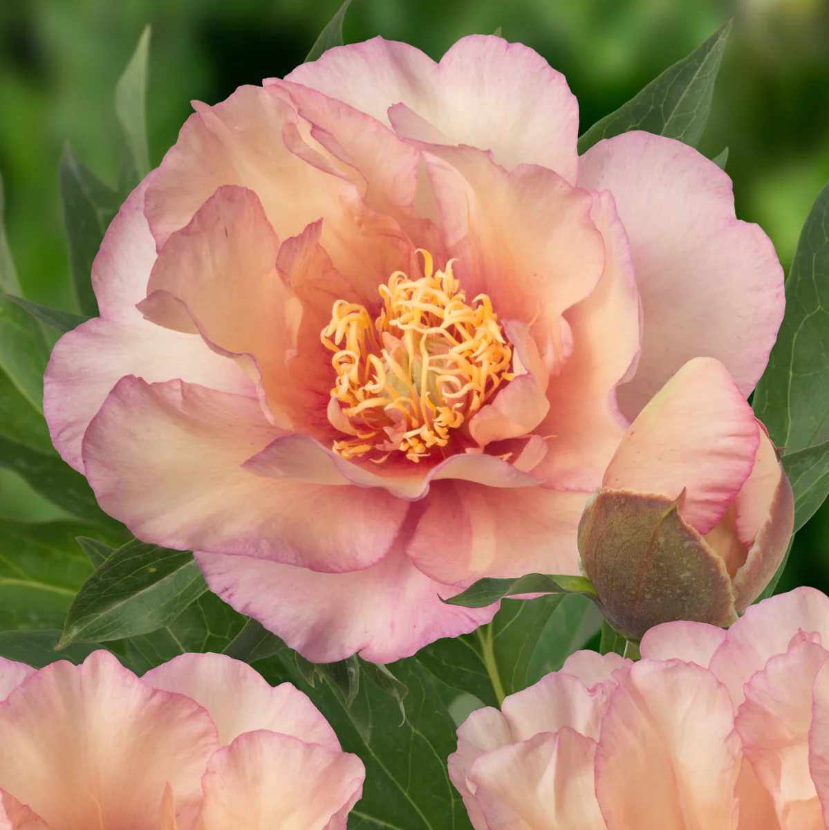 Paeonia Itoh Scrumdidleumptious - Peony