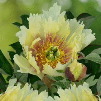 Paeonia Itoh Yellow Dream - Peony