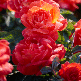 Rose 'Super Trouper' - Floribunda Rose