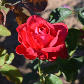 Rose 'Alec's Red' - Hybrid Tea Rose