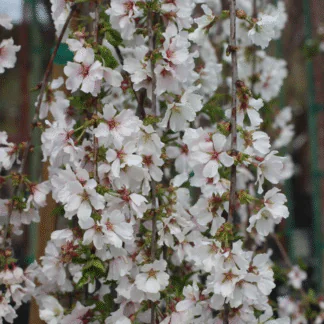 Prunus Snow Goose - Cherry Blossom Tree