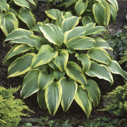 Hosta Montana 'Aureomarginata'