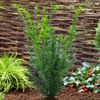Taxus × Media 'Groenland'