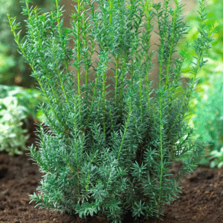 Taxus x Media Hilli - Circa 80-100cm