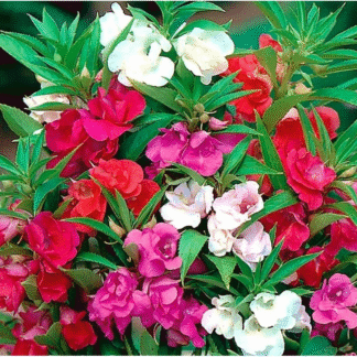 Impatiens Balsamina - Double Flowered