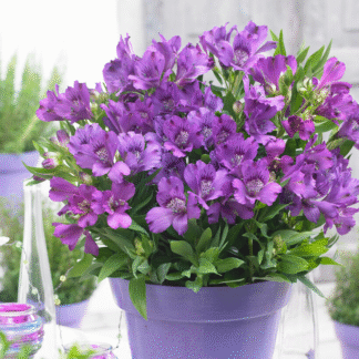 Alstroemeria Inticancha Indigo - Hardy Peruvian Lily - in Bud & Bloom