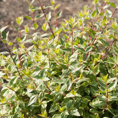 Abelia Grandiflora Lucky Lots