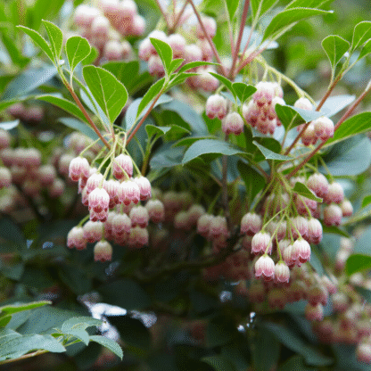 Enkianthus Campanulatus - Large Red Vein Enkianthus - Circa 80-100cm