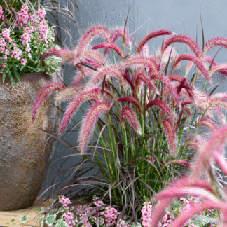 Pennisetum Tiny Tails - Ornamental Grass