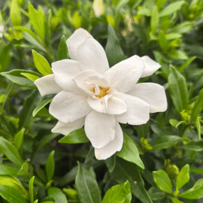 Gardenia Jasminoides 'Fool Proof' - Hardy Gardenia