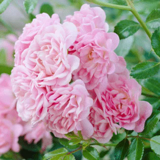 Rose 'The Fairy' - Shrub Rose