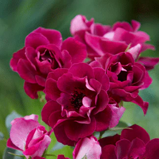 Rose 'Burgundy Ice' - Floribunda Rose