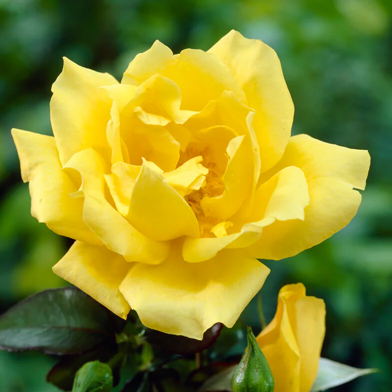 Rose 'King's Ransom' - Hybrid Tea Rose