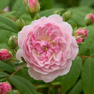 Rose 'Siluetta Romantic' - Rambling Rose
