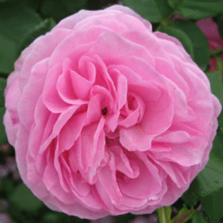 Rose 'Louise Odier' - Shrub Rose