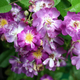 Rose 'Veilchenblau' - Rambling Rose