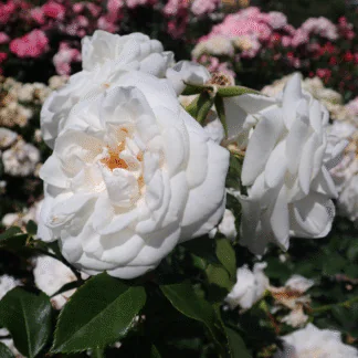 Rose 'Prague' - Floribunda Rose