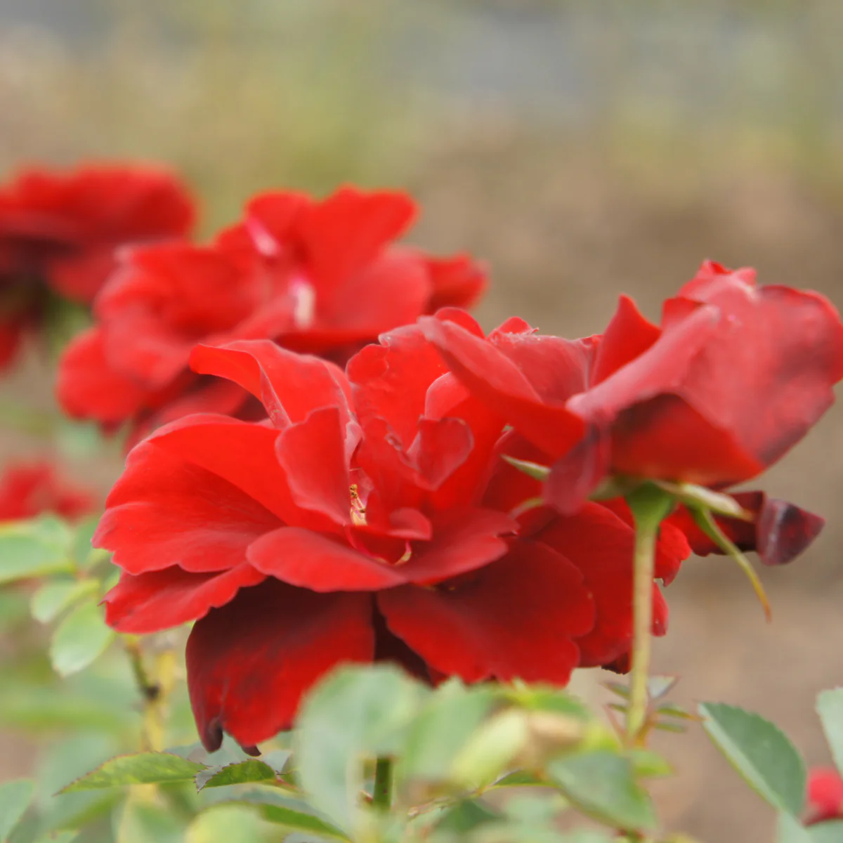 Rose 'Ruby Celebrations' - Floribunda Rose