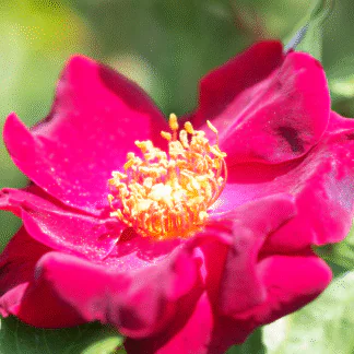 Rose 'Dusky Maiden' - Floribunda Rose