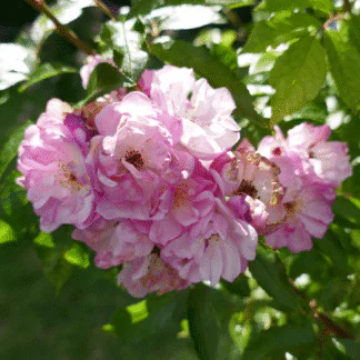 Rosa 'Siluetta Lavender' - Rambling Rose