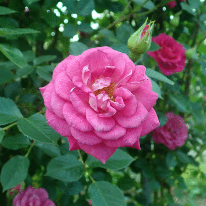 Rose 'Gloriana' - Climbing Rose
