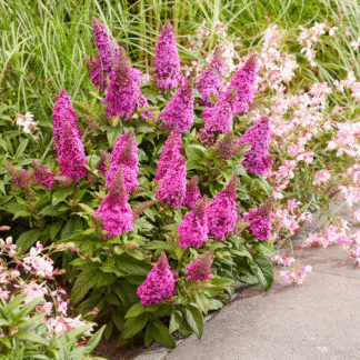 Buddleja Butterfly Candy Little Cerise - Dwarf Buddleia Butterfly Bush