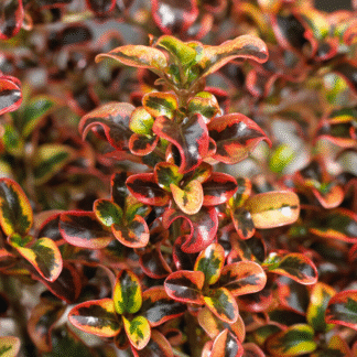Coprosma 'Inferno' - Looking Glass Plant