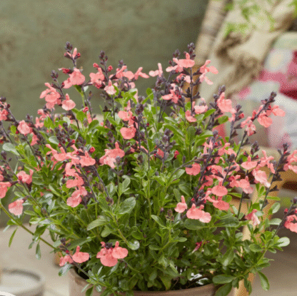 Salvia x Jamensis 'Magical Amoer'