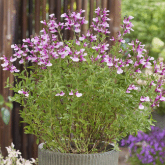 Salvia x Jamensis 'Magical Missouri'