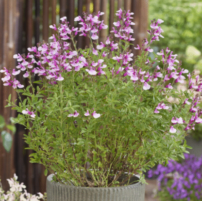Salvia x Jamensis 'Magical Missouri'