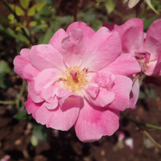 Rose 'Old Blush' - Shrub Rose