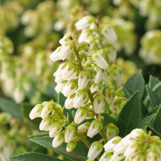 Pieris Japonica ‘cupido’ - Extra Large Specimen