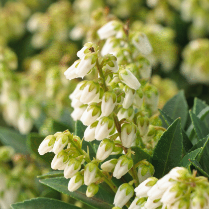 Pieris Japonica ‘cupido’ - Extra Large Specimen